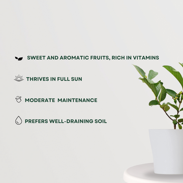 KG variety guava fruit plant